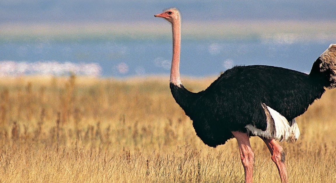 هل يجوز التضحية بالطيور في عيد الاضحى ... الافتاء تجيب !