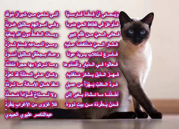 الــقطّ الشيــرازي