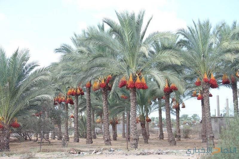 مدينة دير البلح
