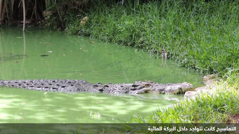 وقعت في البركة فإلتقمتها التماسيح...نهاية مأساوية !